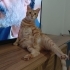 Güneş için kalıcı yuva arıyoruz fotoğraf