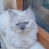 7 Aylık Colorpoint Shorthair Ücretsiz Kocaeli / Darıca fotoğraf