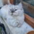 7 Aylık Colorpoint Shorthair Ücretsiz Kocaeli / Darıca fotoğraf
