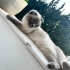 🐾 ACİL YUVA ARIYOR 🐾 fotoğraf