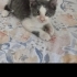 İzmir Karabağlar Basınsitesi 3 erkek oyuncu kedi fotoğraf