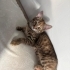 Evin oyuncusu neşesi sizinle uyur fotoğraf