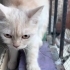 Ücretsiz Sahiplendirme Kısır dişi british kedi fotoğraf