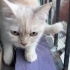 Ücretsiz Sahiplendirme Kısır dişi british kedi fotoğraf