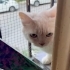 Ücretsiz Sahiplendirme Kısır dişi british kedi fotoğraf