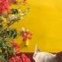 4 yaşında şivava fotoğraf