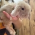 1,5 aylık lop tavsani fotoğraf