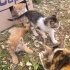 2 Tane cana yakın 2.5 aylık erkek kedi. fotoğraf