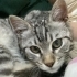 Kedi Duman yuva arıyor fotoğraf