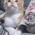 Acil yuva aranıyor fotoğraf