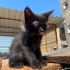 2 aylık prense yuva fotoğraf