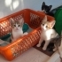 SMOKİNLER VE TEKİRCANLAR..!! fotoğraf