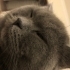 Sakin kucak seven erkek kedi fotoğraf