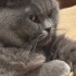 Sakin kucak seven erkek kedi fotoğraf