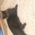 Sakin kucak seven erkek kedi fotoğraf