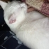 Sevecen ılımlı bir kedi fotoğraf