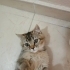 Yuva arayan yavru kedi fotoğraf