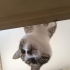 AŞIRI CANA YAKIN SEVGİ DOLU CİNS KEDİLERE BENZEYEN KEDİMİZE ACİL KALICI YUVA fotoğraf