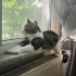 AŞIRI CANA YAKIN SEVGİ DOLU CİNS KEDİLERE BENZEYEN KEDİMİZE ACİL KALICI YUVA fotoğraf