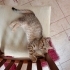 Yuva arayan yavru kedi fotoğraf