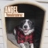 Bordür Collie Melezi. Barinaktan kurtarildi fotoğraf