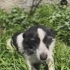 Bordür Collie Melezi. Barinaktan kurtarildi fotoğraf