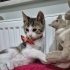 MİNİK TEKİR YUVA ARIYOR ÜCRETSİZ KEDİ SAHİPLENDİRME İSTANBUL fotoğraf