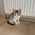 MİNİK TEKİR YUVA ARIYOR ÜCRETSİZ KEDİ SAHİPLENDİRME İSTANBUL fotoğraf
