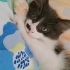 Yaramaz kucak delisi Simba yuva arıyor fotoğraf