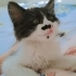 2 bucuk aylık yaramaz kucak delisi Simba yuva arıyor fotoğraf