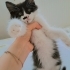 2 bucuk aylık yaramaz kucak delisi Simba yuva arıyor fotoğraf
