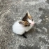 Annesi olmayan yavru kedilere acil yuva ariyorum!! fotoğraf