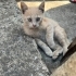 Annesi olmayan yavru kedilere acil yuva ariyorum!! fotoğraf