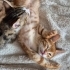 MİNİK SARMİŞ YUVA ARIYOR ÜCRETSİZ KEDİ SAHİPLENDİRME İSTANBUL fotoğraf