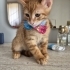 MİNİK SARMİŞ YUVA ARIYOR ÜCRETSİZ KEDİ SAHİPLENDİRME İSTANBUL fotoğraf