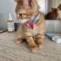 MİNİK SARMİŞ YUVA ARIYOR ÜCRETSİZ KEDİ SAHİPLENDİRME İSTANBUL fotoğraf