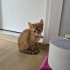 MİNİK SARMİŞ YUVA ARIYOR ÜCRETSİZ KEDİ SAHİPLENDİRME İSTANBUL fotoğraf