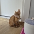 MİNİK SARMİŞ YUVA ARIYOR ÜCRETSİZ KEDİ SAHİPLENDİRME İSTANBUL fotoğraf