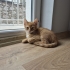 MİNİK SARMİŞ YUVA ARIYOR ÜCRETSİZ KEDİ SAHİPLENDİRME İSTANBUL fotoğraf