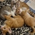 MİNİK SARMİŞ YUVA ARIYOR ÜCRETSİZ KEDİ SAHİPLENDİRME İSTANBUL fotoğraf