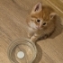 MİNİK SARMİŞ YUVA ARIYOR ÜCRETSİZ KEDİ SAHİPLENDİRME İSTANBUL fotoğraf