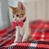 MİNİK KURABİYE YUVA ARIYOR ÜCRETSİZ KEDİ SAHİPLENDİRME İSTANBUL fotoğraf