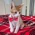 MİNİK KURABİYE YUVA ARIYOR ÜCRETSİZ KEDİ SAHİPLENDİRME İSTANBUL fotoğraf