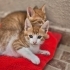 MİNİK KURABİYE YUVA ARIYOR ÜCRETSİZ KEDİ SAHİPLENDİRME İSTANBUL fotoğraf