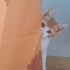 MİNİK KURABİYE YUVA ARIYOR ÜCRETSİZ KEDİ SAHİPLENDİRME İSTANBUL fotoğraf