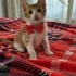 MİNİK KURABİYE YUVA ARIYOR ÜCRETSİZ KEDİ SAHİPLENDİRME İSTANBUL fotoğraf