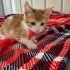 MİNİK KURABİYE YUVA ARIYOR ÜCRETSİZ KEDİ SAHİPLENDİRME İSTANBUL fotoğraf