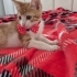 MİNİK KURABİYE YUVA ARIYOR ÜCRETSİZ KEDİ SAHİPLENDİRME İSTANBUL fotoğraf
