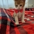 MİNİK KURABİYE YUVA ARIYOR ÜCRETSİZ KEDİ SAHİPLENDİRME İSTANBUL fotoğraf