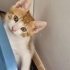 MİNİK KURABİYE YUVA ARIYOR ÜCRETSİZ KEDİ SAHİPLENDİRME İSTANBUL fotoğraf